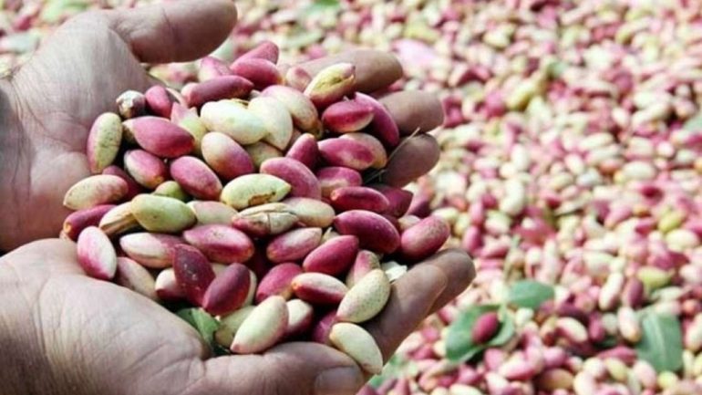 زيادة بنسبة 100 % في الصابة..   موسم قياسي في إنتاج الفستق وصعوبات في الترويج